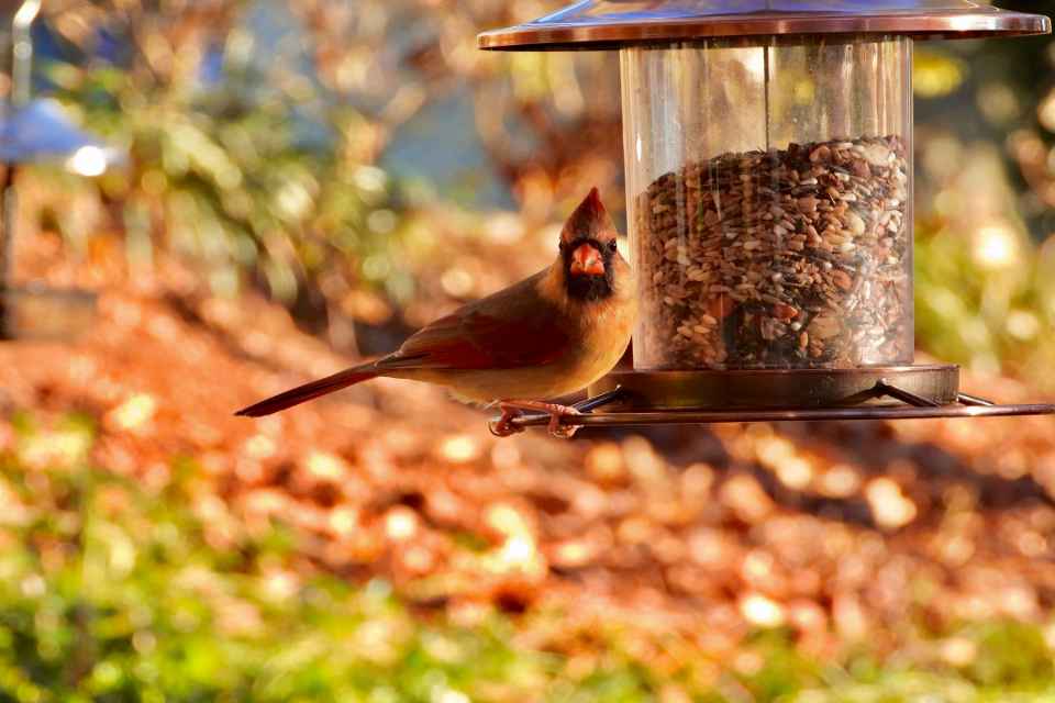A female cardinal feeding at a backyard bird feeder in fall.