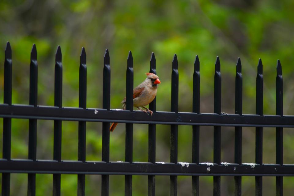 A female cardinal perched on a backyard fence.
