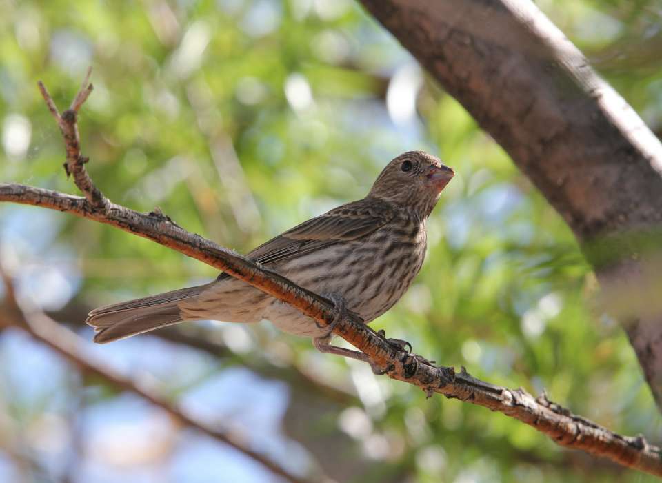 Female House Finch looking for a nesting spot in a tree.