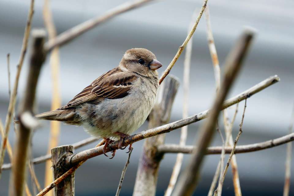 A female House Sparrow perched in a backyard tree in fall.