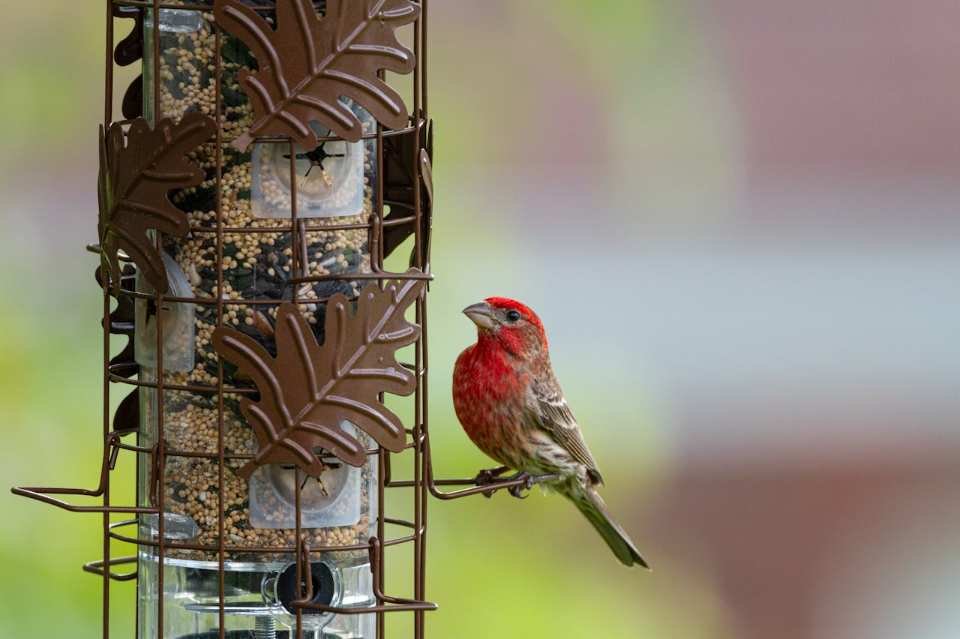 A House Finch feeding at a decorative backyard bird feeder.