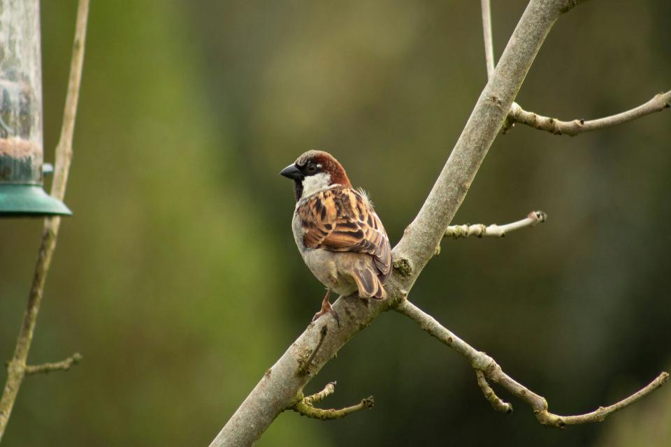 House Sparrow perched on a tree branch near a backyard feeder in winter