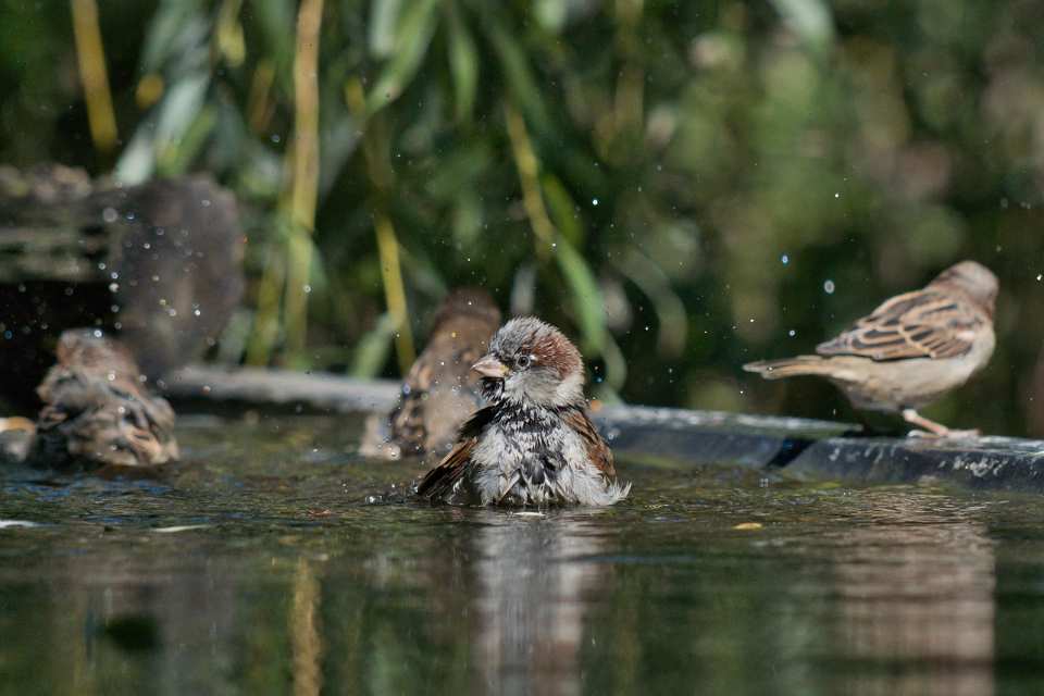 A small flock of House Sparrows cooling themselves down at a bird bath on a hot summer day.