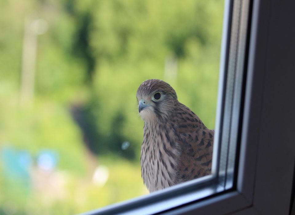 A Kestrel looking at its reflection in a house window.