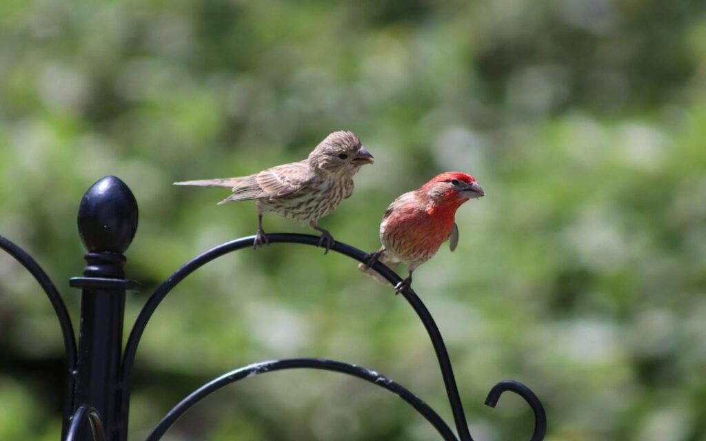 A male and female house finch perched side-by-side on a backyard feeding station.