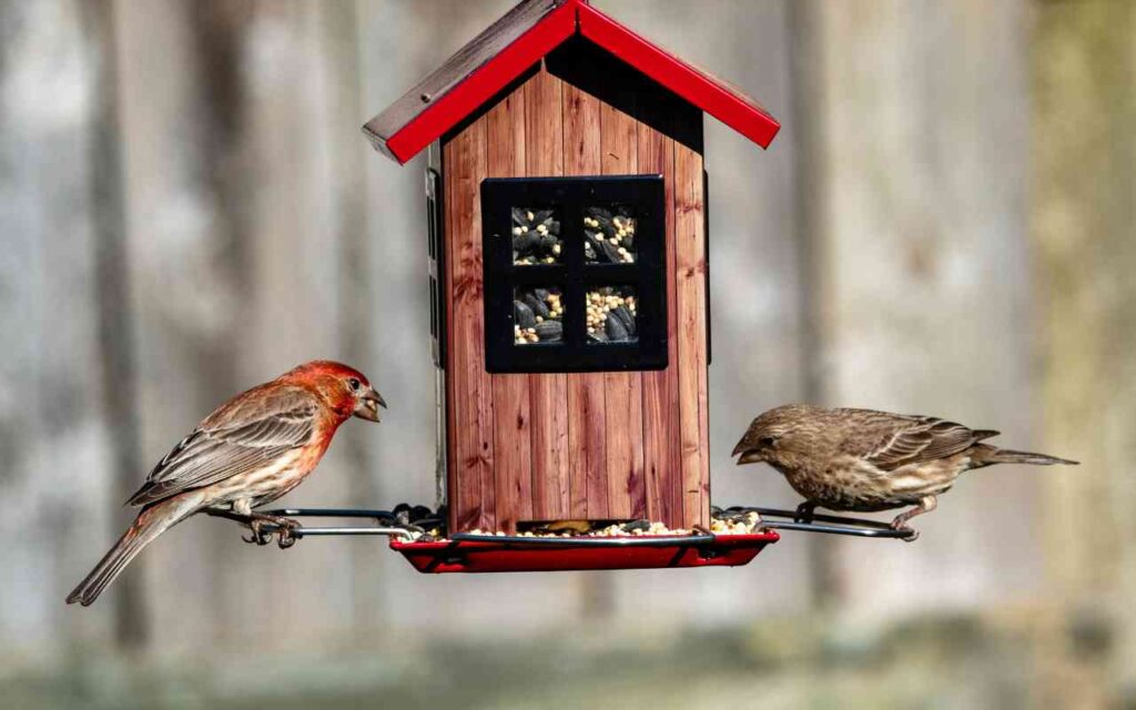 A male and female House Finch eating seeds from a backyard bird feeder.