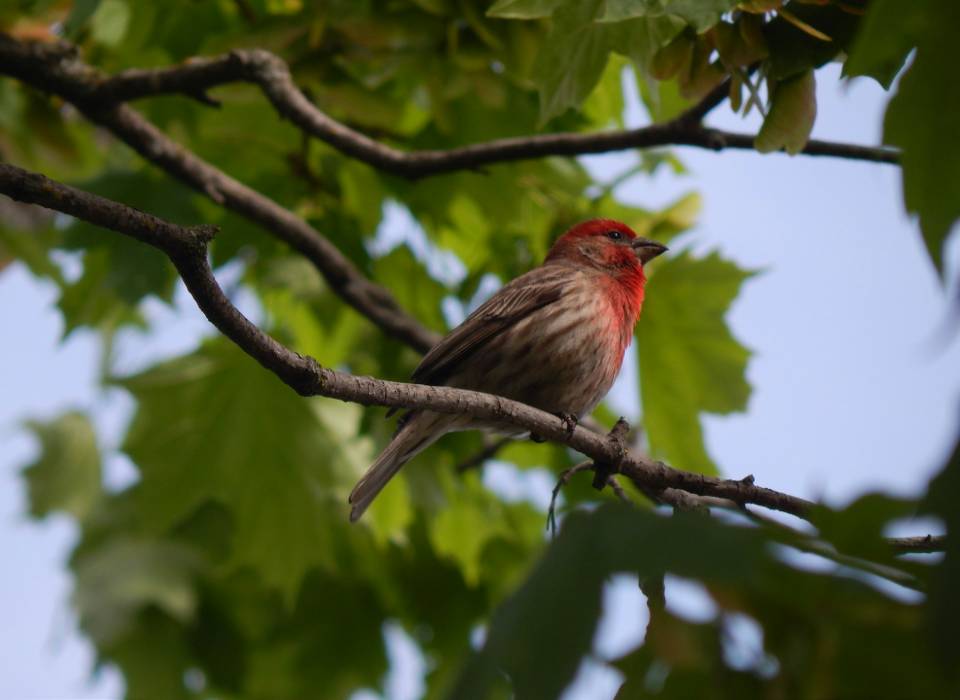 A male House Finch perched in a backyard tree.