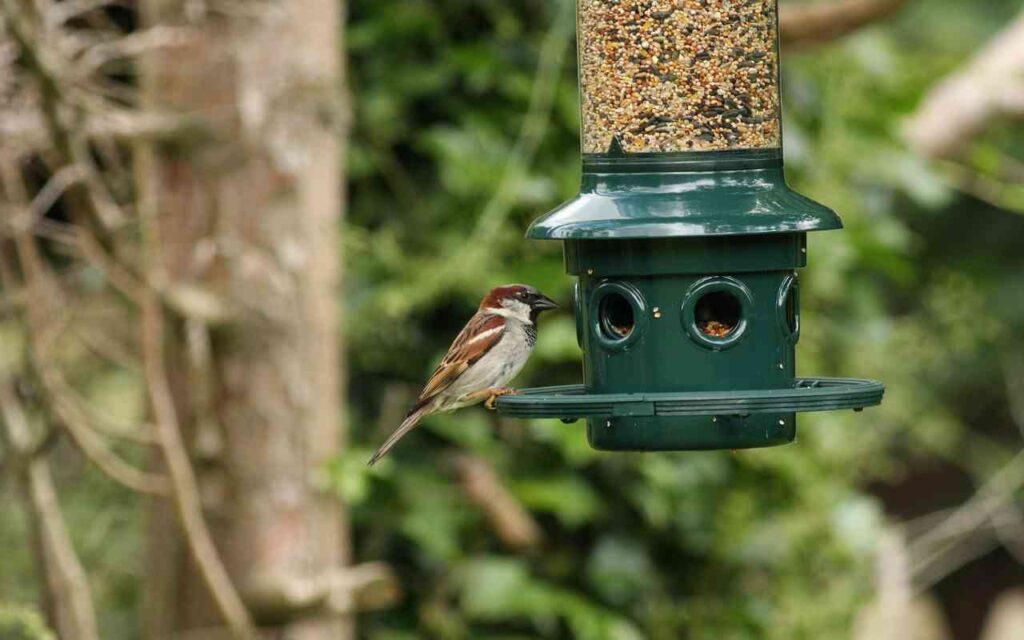 A male House Sparrow perched on a backyard squirrel-proof bird feeder.