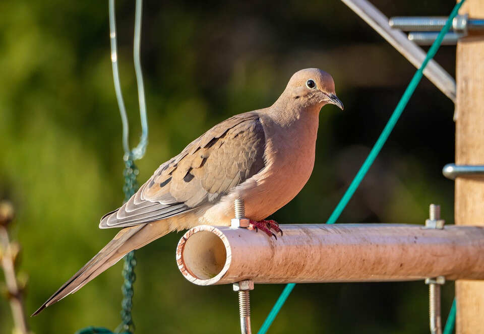 A Mourning Dove perched on a metal pipe beside a backyard bird feeder, observing its surroundings.