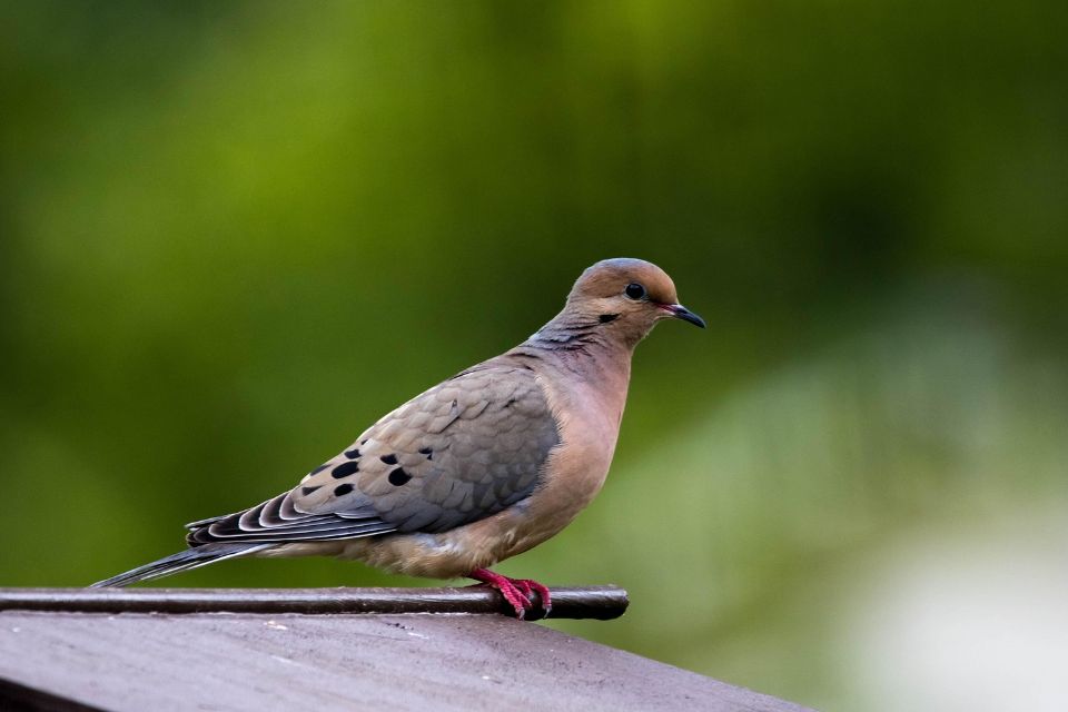 A Mourning Dove perched on a ledge.