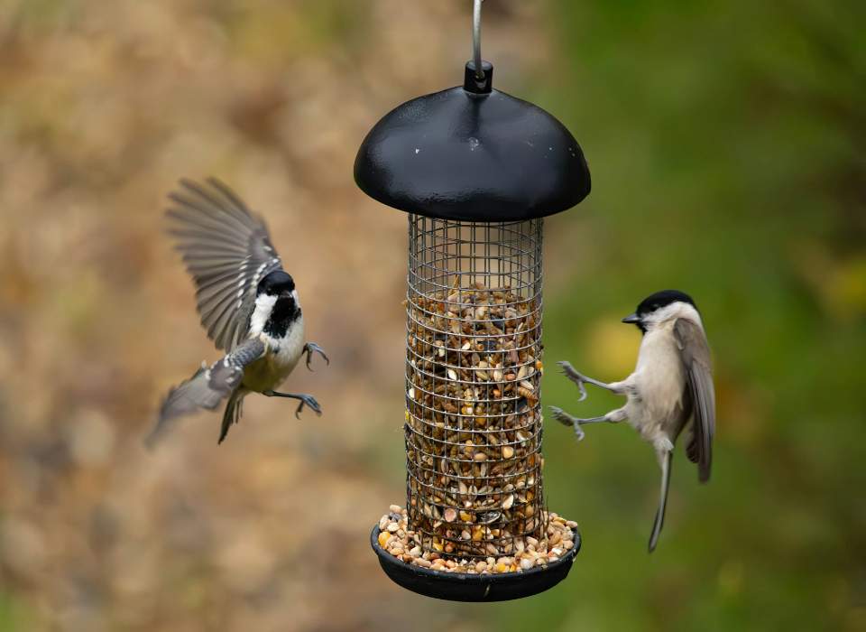 A pair of Black-capped Chickadees feeding at a backyard bird feeder.