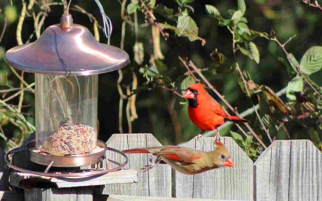 A pair of cardinals feeding on seeds from a backyard bird feeder.