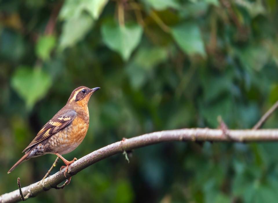 A Varied Thrush perched in a backyard tree.