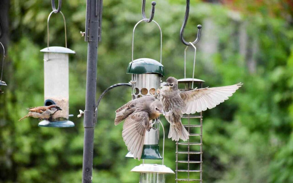 “A fall bird feeding station with starlings and a sparrow feeding at it.