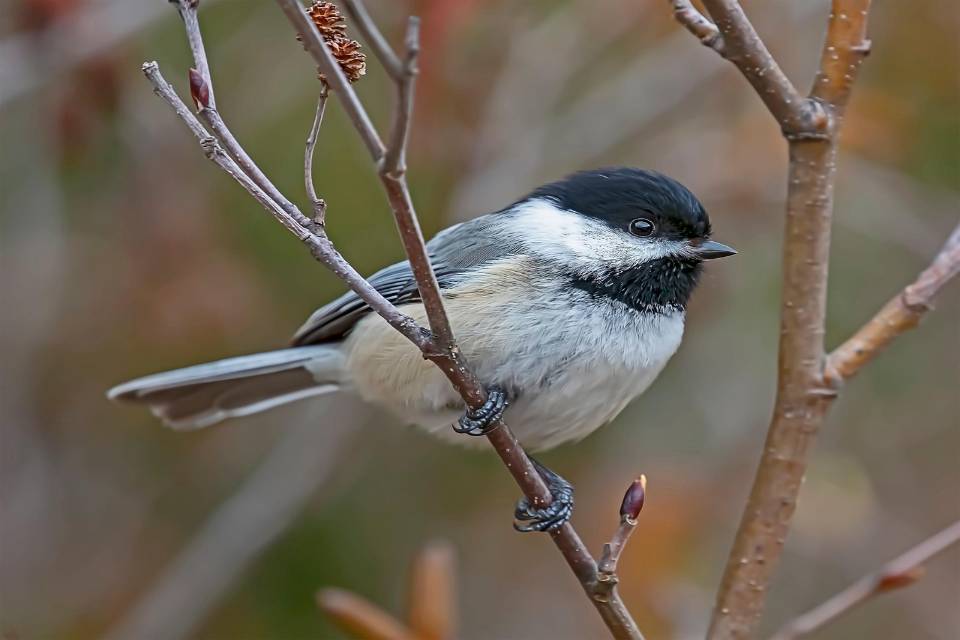 A Black-capped Chickadee perched in a backyard tree in fall.