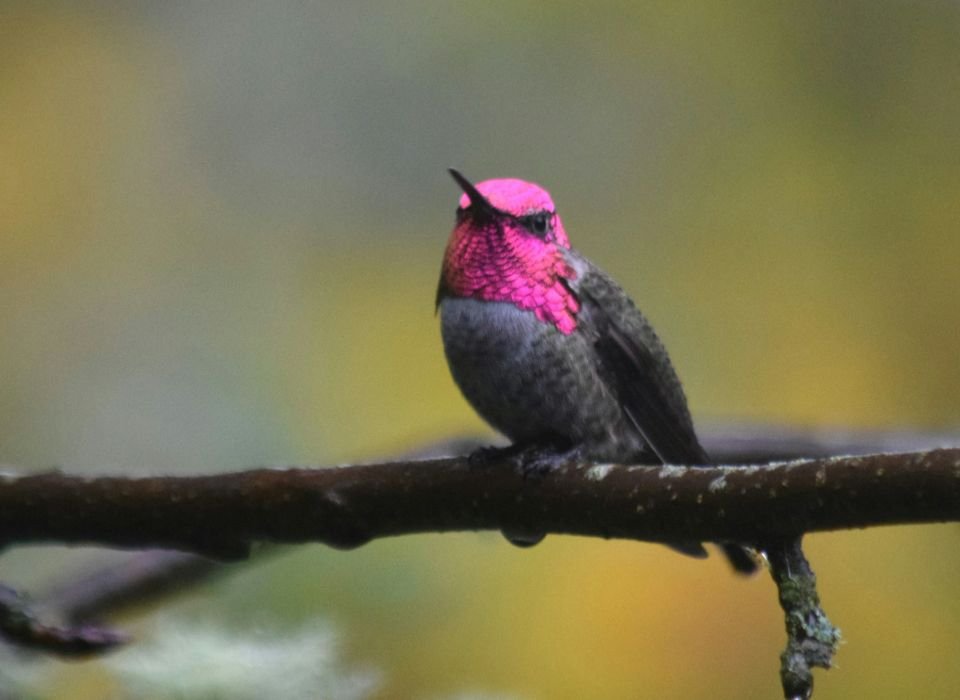 An Anna's Hummingbird perched on a backyard tree.