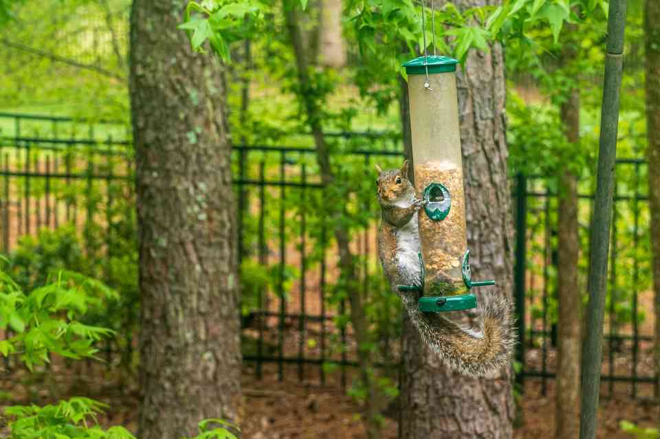 A squirrel stealing bird seed from a backyard tube feeder.