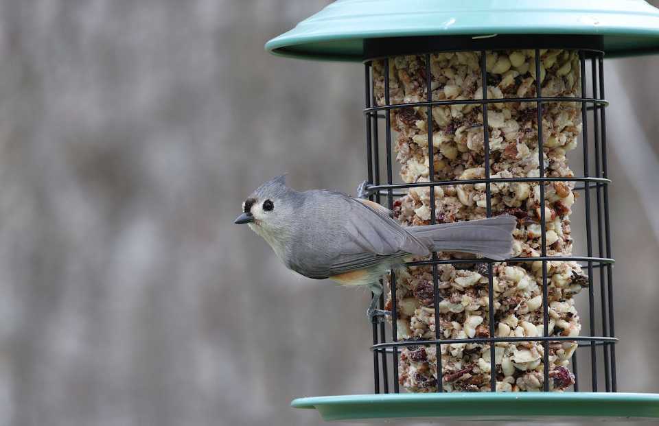 A Tufted Titmouse feeding at a nut filled feeder.