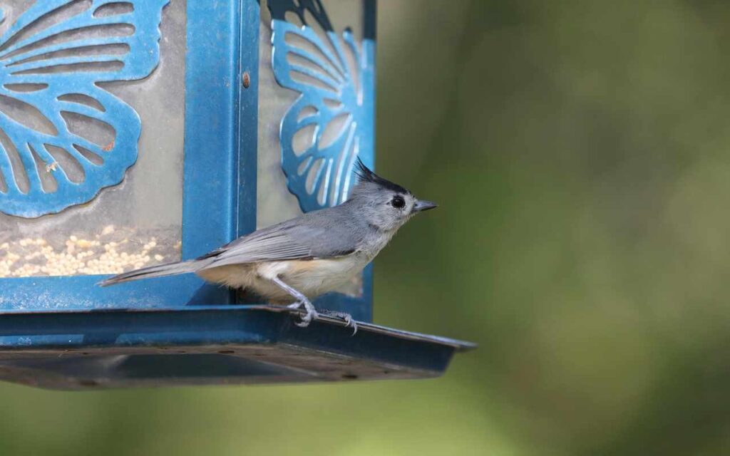 A Tufted Titmouse perched at a blue backyard bird feeder.