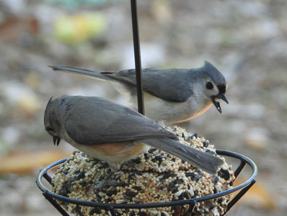 A pair of Tufted Titmice feeding at a backyard feeder in fall.