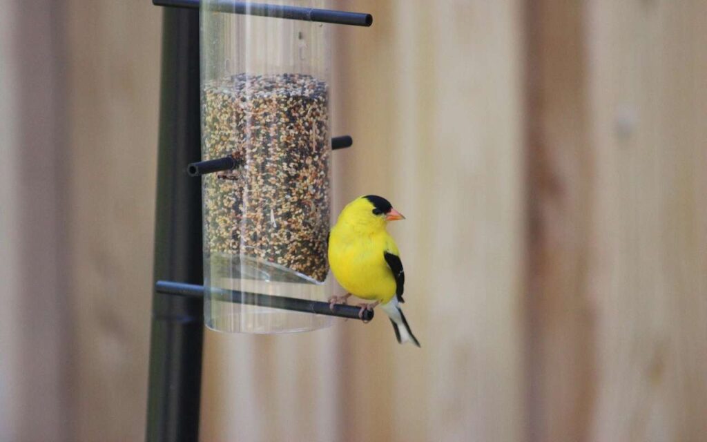 An American Goldfinch eating seeds from a feeder in summer.