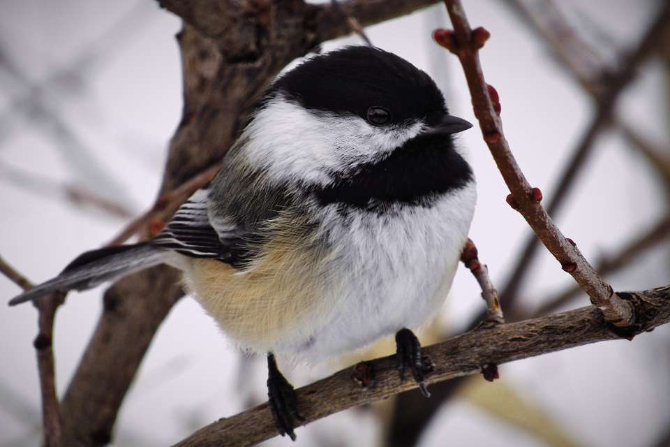 A Black-capped Chickadee keeping warm while perched in a tree in winter.