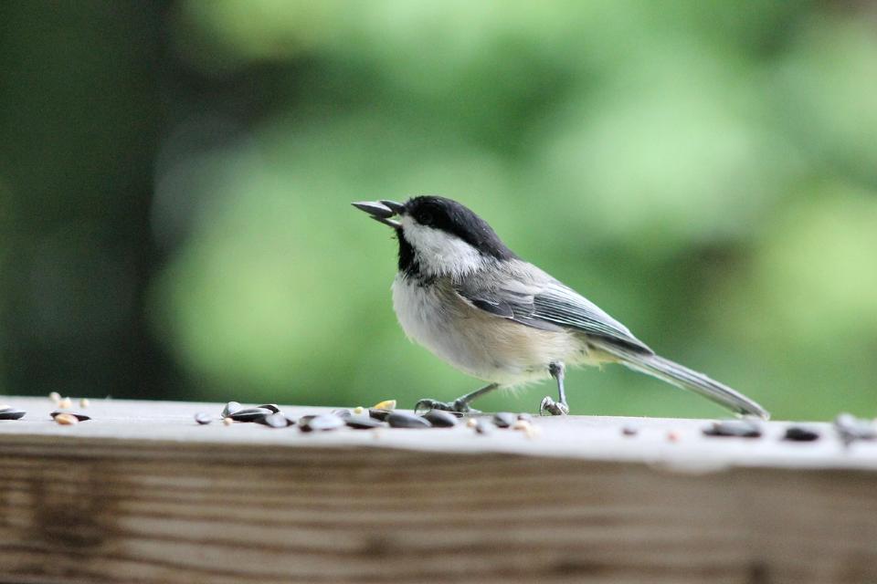 A Black-capped Chickadee eating a sunflower seed.