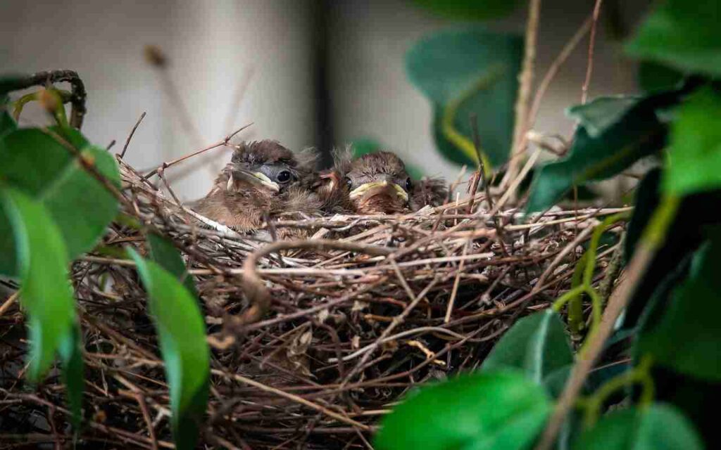 A close-up photo of Cardinal fledglings in a backyard nest.