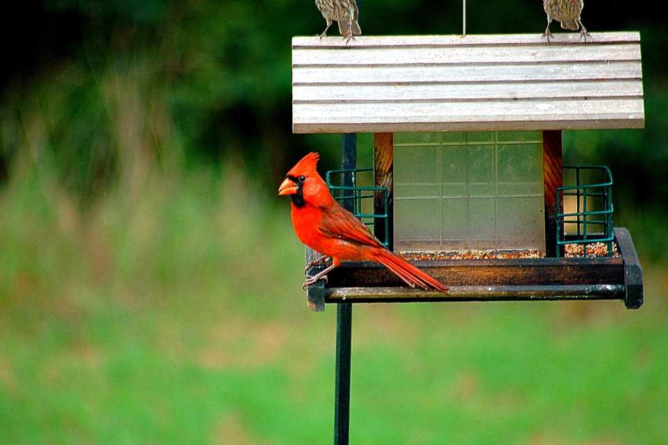 A Northern Cardinal feeding on mold-free seeds at a hopper feeder.
