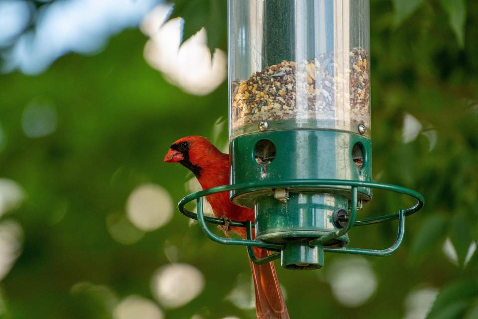 A Northern Cardinal perched on a squirrel-proof bird feeder.