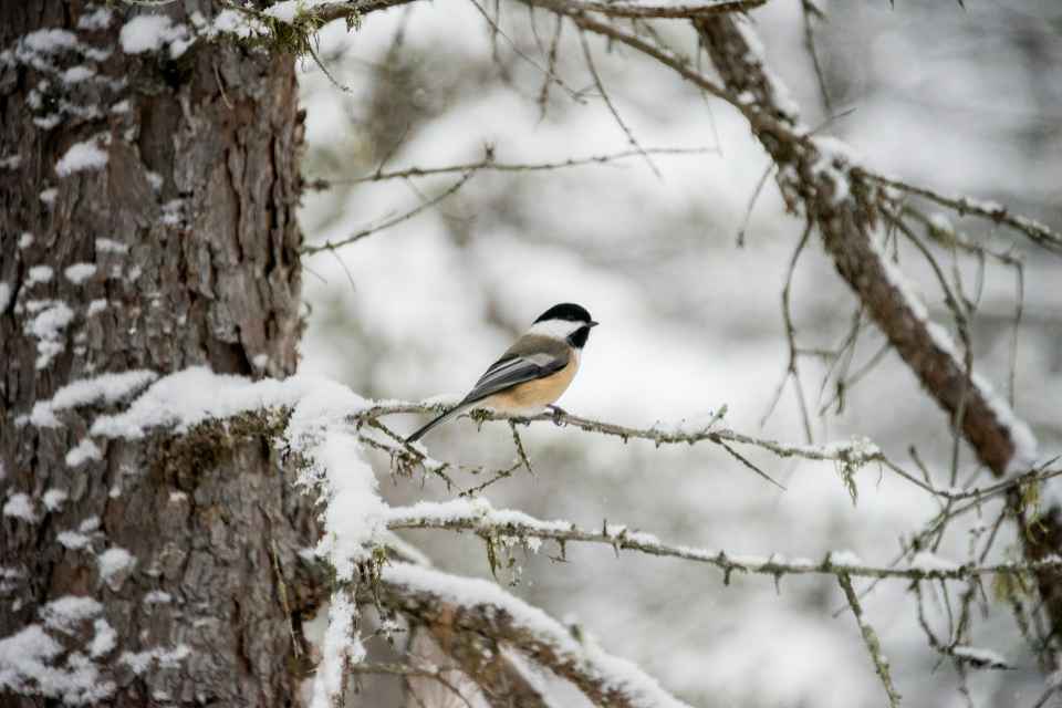A Black-capped Chickadee perched on a snow covered tree branch in winter.