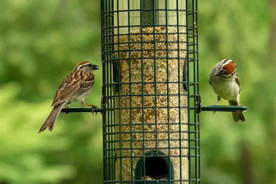 A pair of Chipping Sparrows feeding at a clean backyard bird feeder.