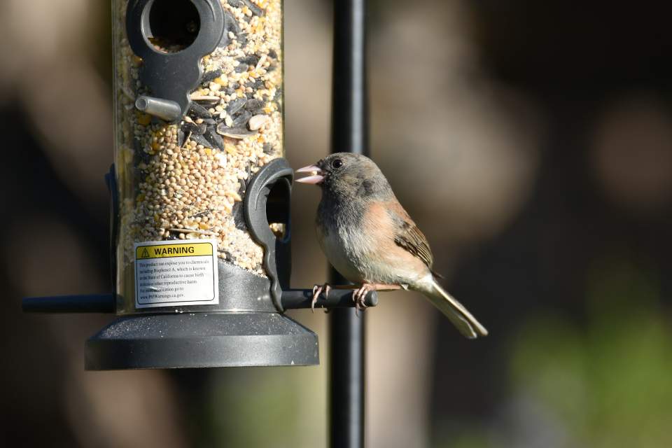 Dark-eyed Junco visiting a small backyard patio bird feeder