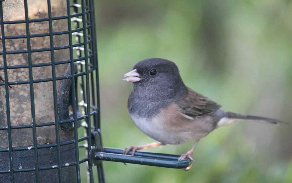 A Dark-eyed Junco feeding on seeds at a clean backyard bird feeder.