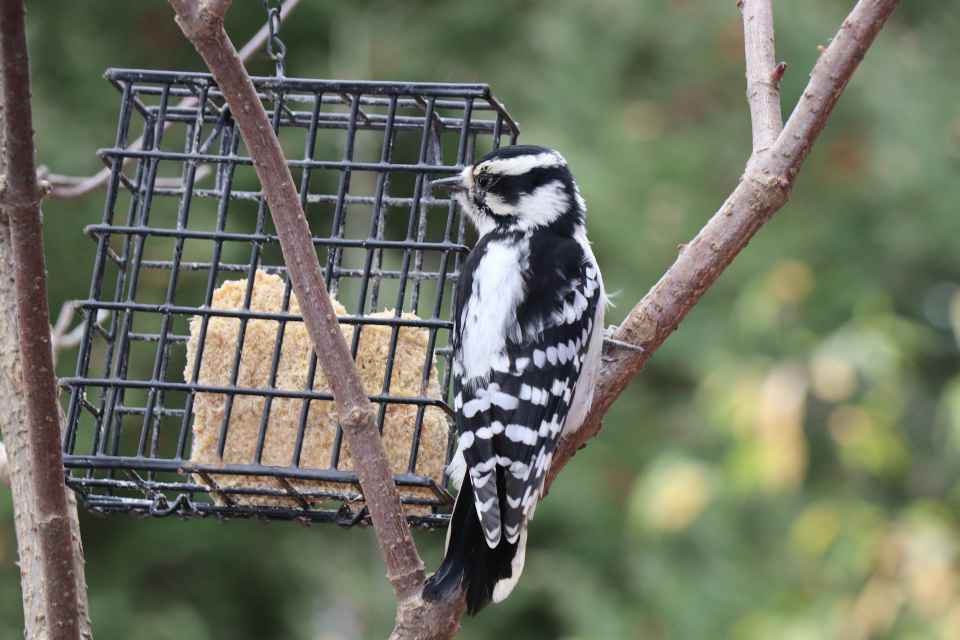 A Downy Woodpecker feeding on suet at a clean backyard feeder.