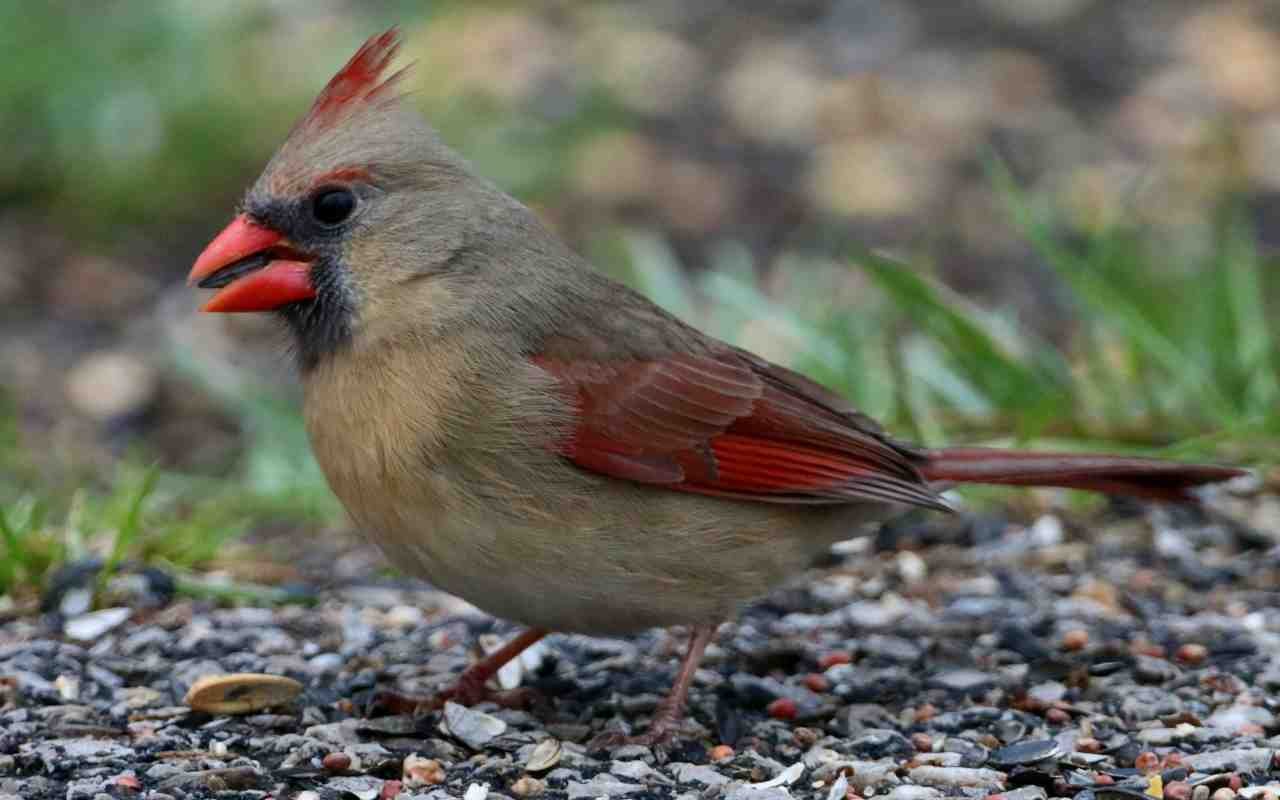 A female cardinal feeding on sunflower seeds under a backyard bird feeder.