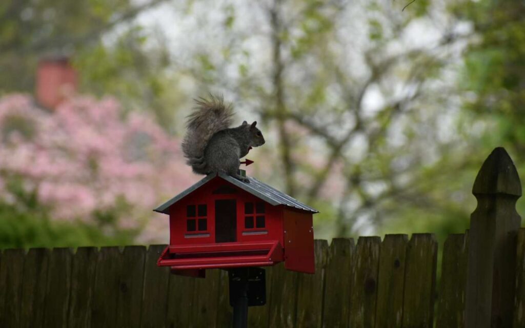 A Gray Squirrel perched on a squirrel-proof bird feeder.
