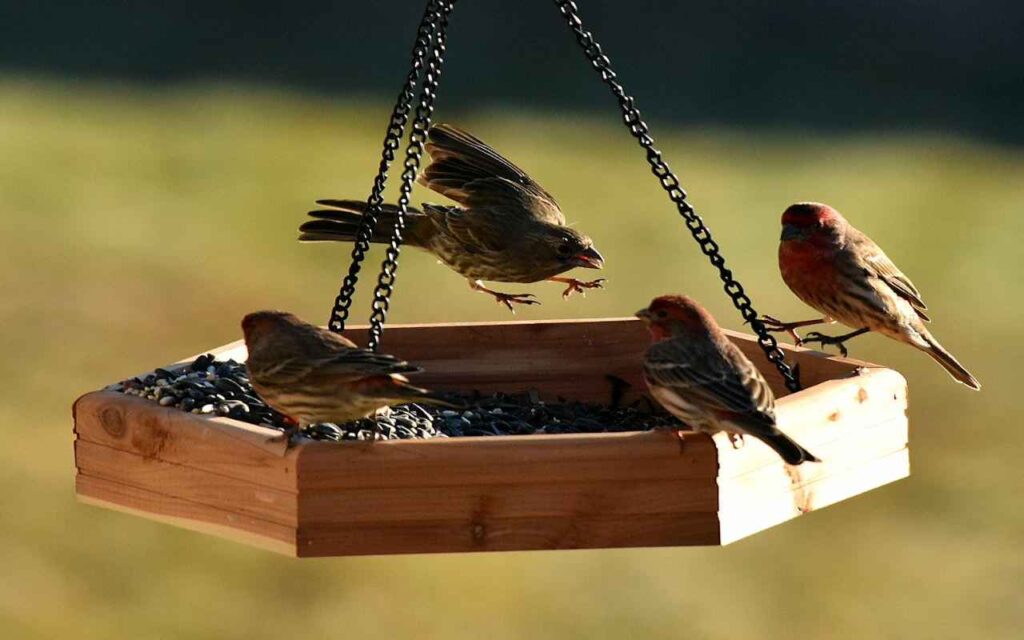 A small group of House Finches eating sunflower seeds at a backyard platform feeder.
