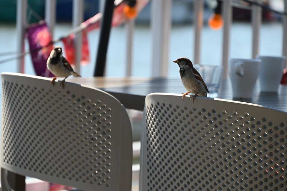 A pair of house Sparrows perched on patio chairs.