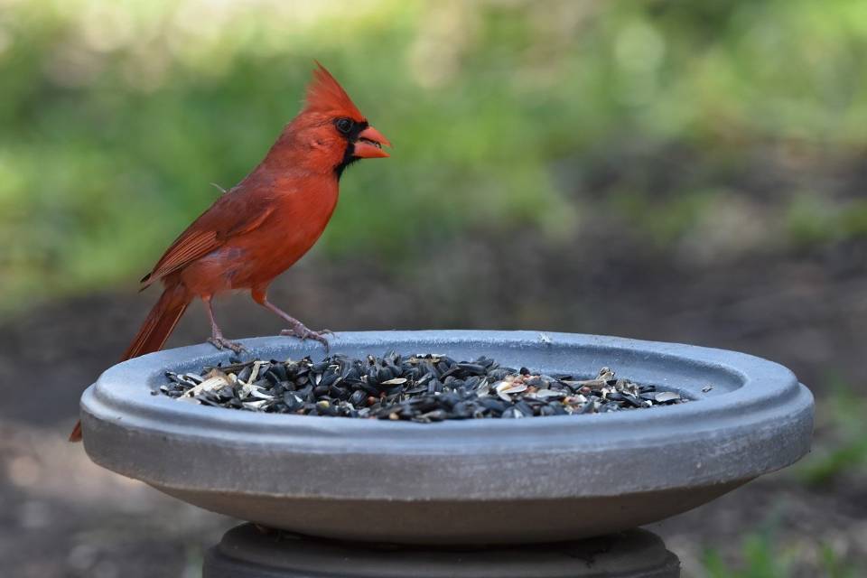 A Northern Cardinal feeding on black-oil sunflower seeds from a backyard platform feeder.