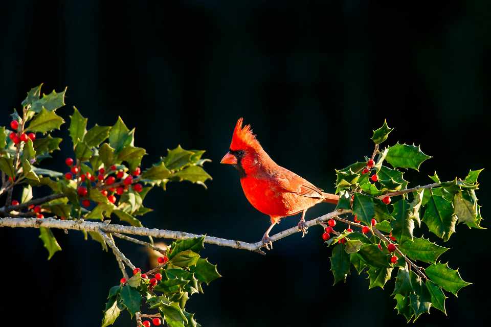 A Northern Cardinal perched in a holly tree with red berries.
