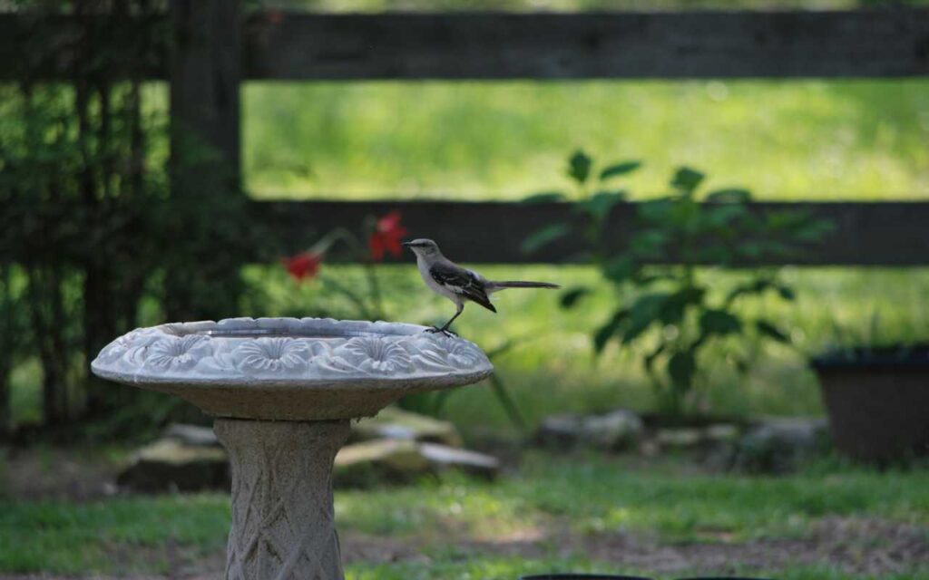 A Northern Mockingbird standing on the edge of a birdbath in a backyard bird sanctuary setting.