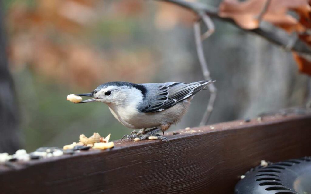 A White-breasted Nuthatch eating seeds off a balcony railing.