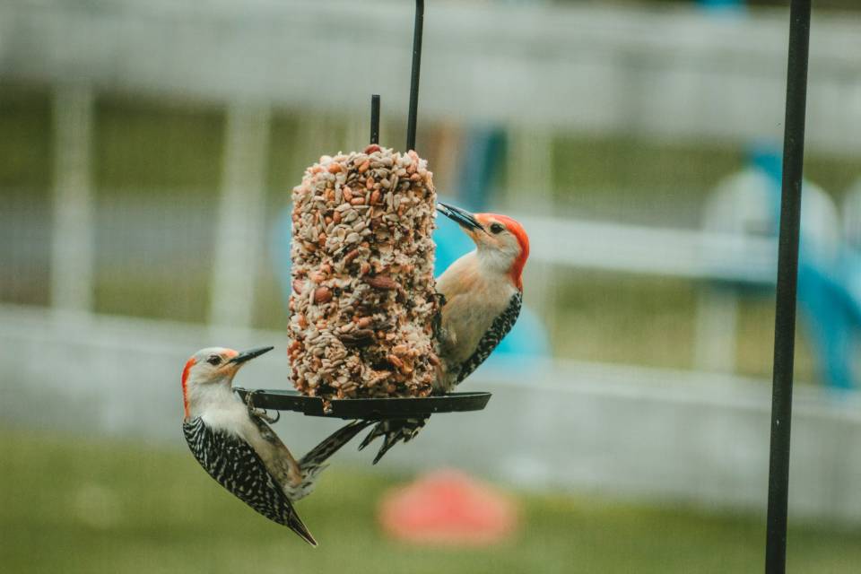 A pair of Red-bellied Woodpeckers feeding on suet from a backyard bird feeder.
