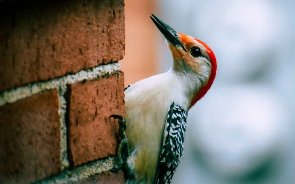 A Red-bellied Woodpecker drumming on the side of a house.