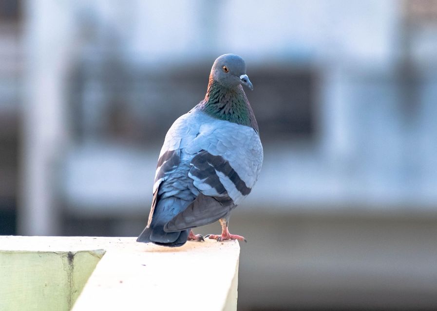 A Rock Dove perched on a patio.
