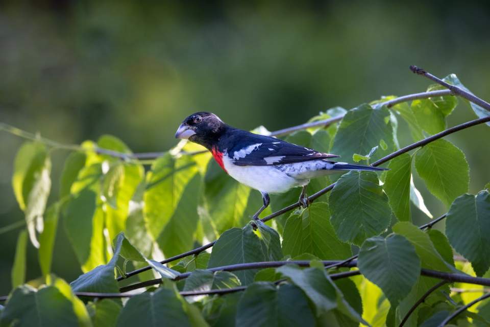 A Rose-breasted Grosbeak perched in a backyard tree.