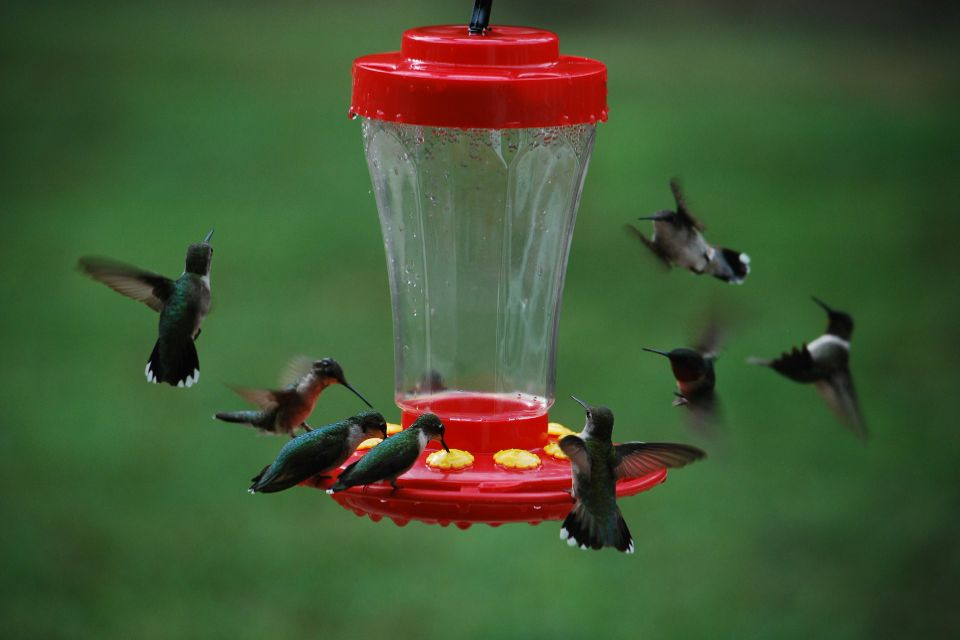A group of immature ruby-throated hummingbirds perched at a backyard feeder.