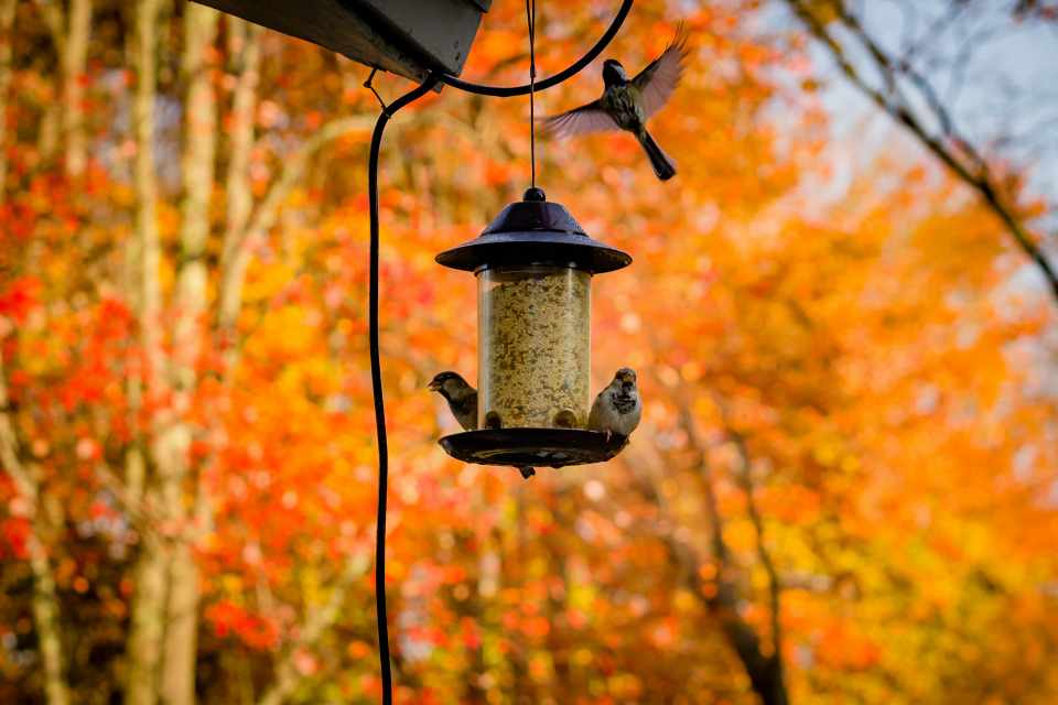 A few sparrows enjoying seeds from a backyard bird feeder in fall.