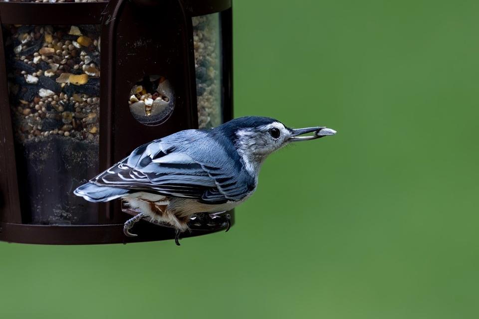 White-breasted Nuthatch perched on a backyard feeder, eating sunflower seeds.